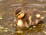 Mallard