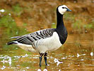Barnacle Goose