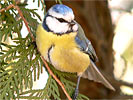 Blue Tit