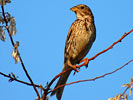 Corn Bunting