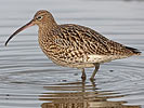 Eurasian Curlew