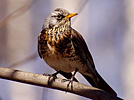 Fieldfare