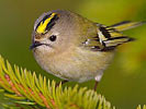 Goldcrest
