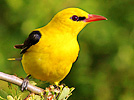 Golden oriole