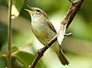 Greenish Warbler