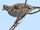 Hazel Grouse or Hazel Hen