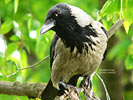 Hooded Crow