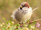 House Sparrow