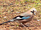 Jay