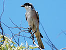 Lesser Grey Shrike