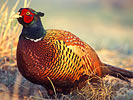 Common Pheasant