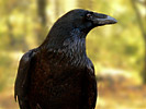 Common Raven