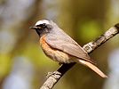 Redstart