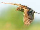 Skylark
