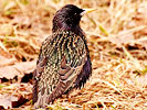 Starling