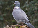 Wood-Pigeon