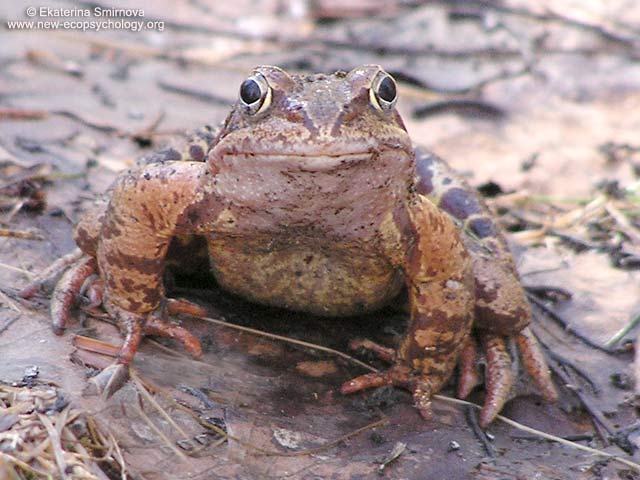 Rana alpina o Rana montana (Rana temporaria)