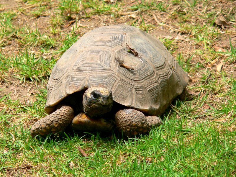 Зубчатая черепаха, лесная черепаха или шабути (Geochelone denticulata)