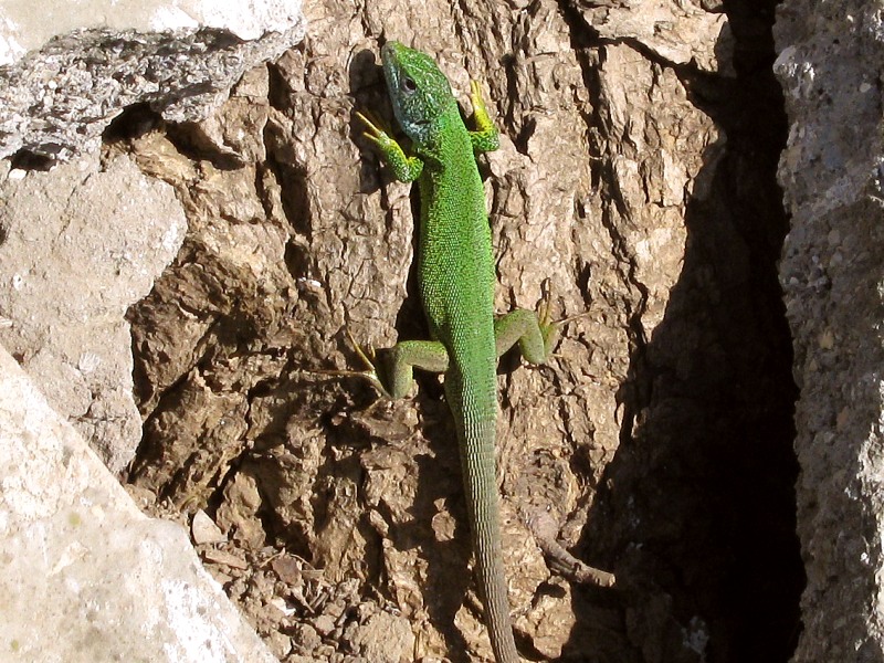 Зелёная ящерица (Lacerta viridis)