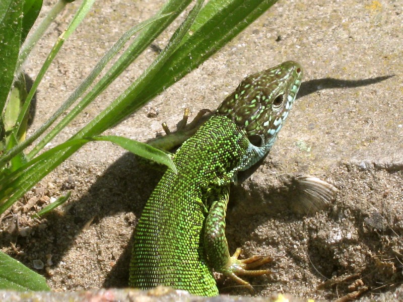 European Green Lizard (Lacerta viridis)