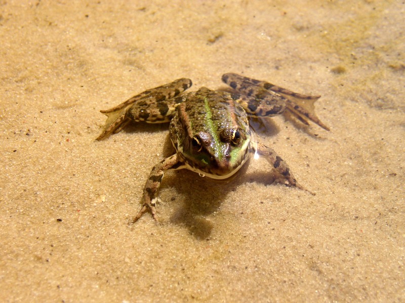 湖侧褶蛙 (Rana ridibunda)
