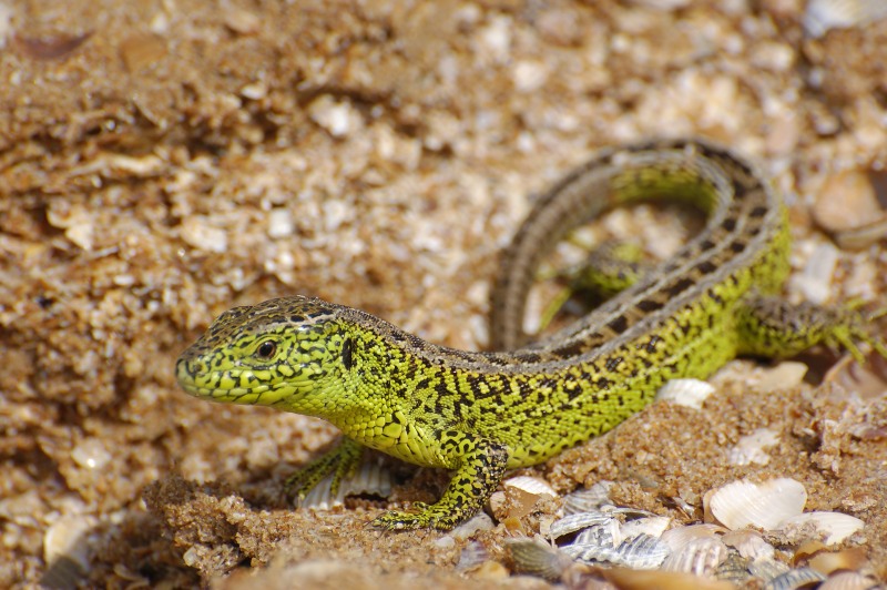 Sand Lizard pictures to print, Sand Lizard photos free, Pics of Sand Lizard , Baby Sand Lizard pictures, Sand Lizard pictures to print
