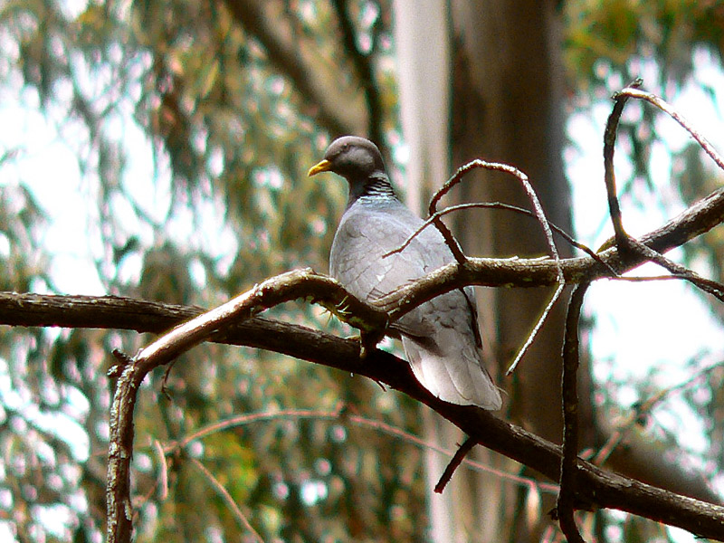 Pigeon à queue barrée (Patagioenas fasciata)