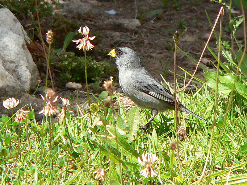 Band-tailed Seedeater (Catamenia analis)