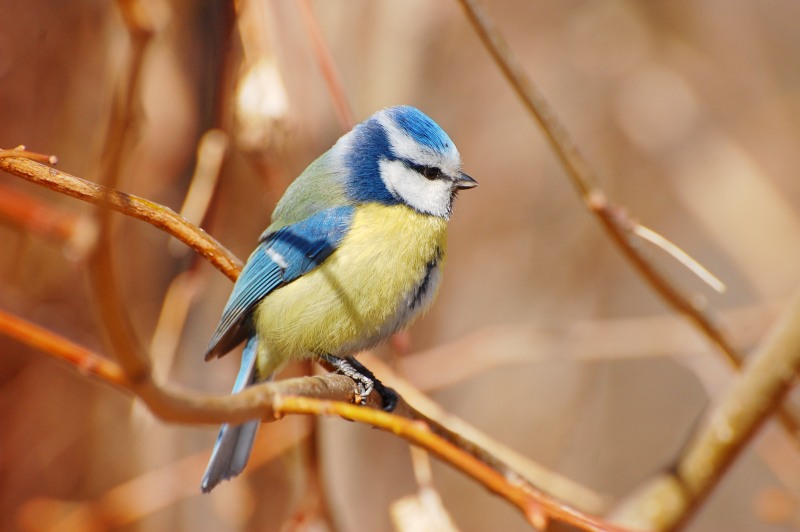 藍山雀 (Parus caeruleus)