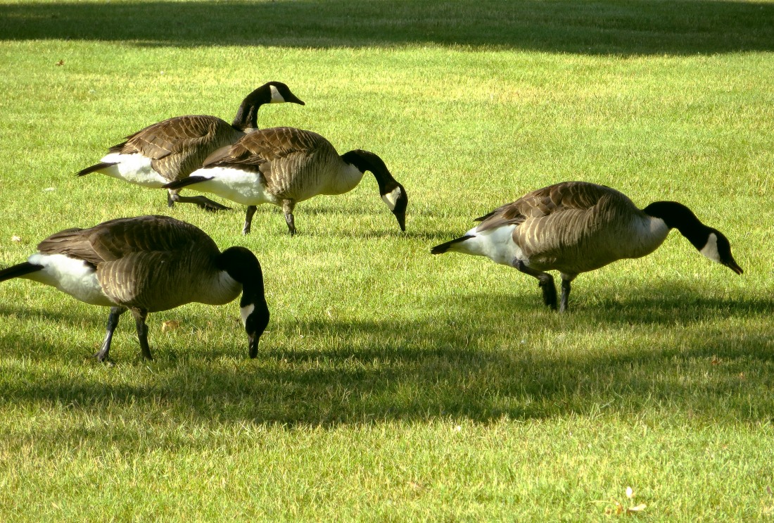 Bernache du Canada (Branta canadensis)