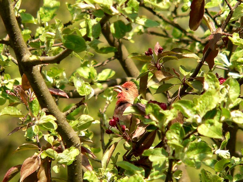 Common Rosefinch (Carpodacus erythrinus)