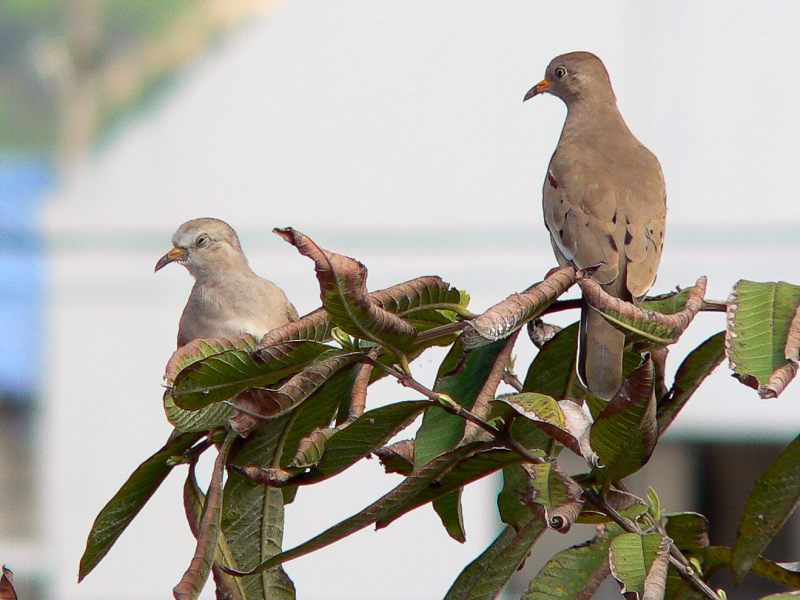 Croaking Ground-dove (Columbina cruziana)