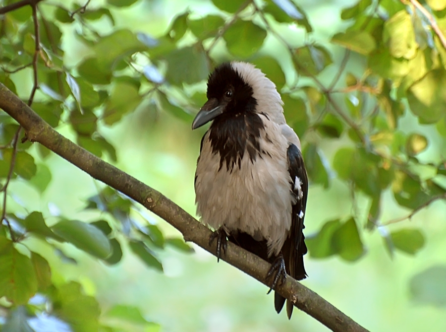 Ворона серая (Corvus cornix)