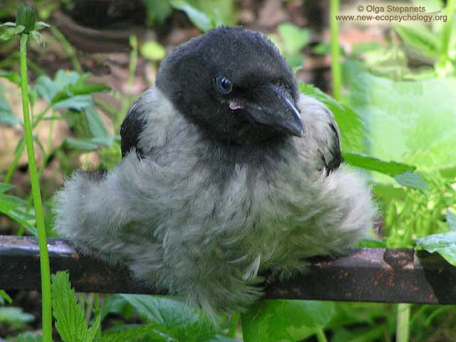 Nebelkrähe (Corvus cornix)
