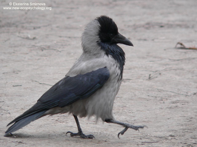 冠小嘴乌鸦 (Corvus cornix)