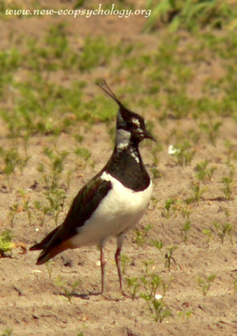 Vanneau huppé (Vanellus vanellus)