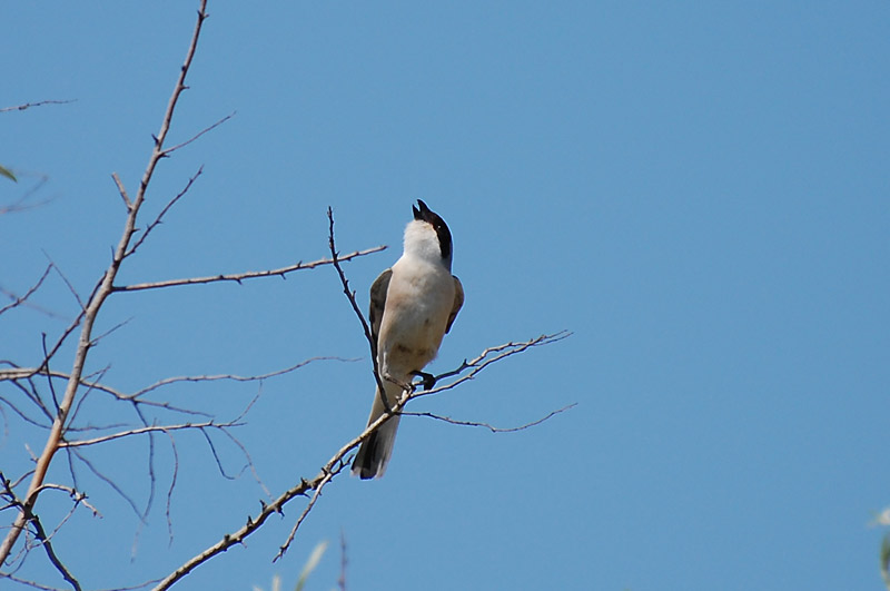Lesser Grey Shrike (Lanius minor)