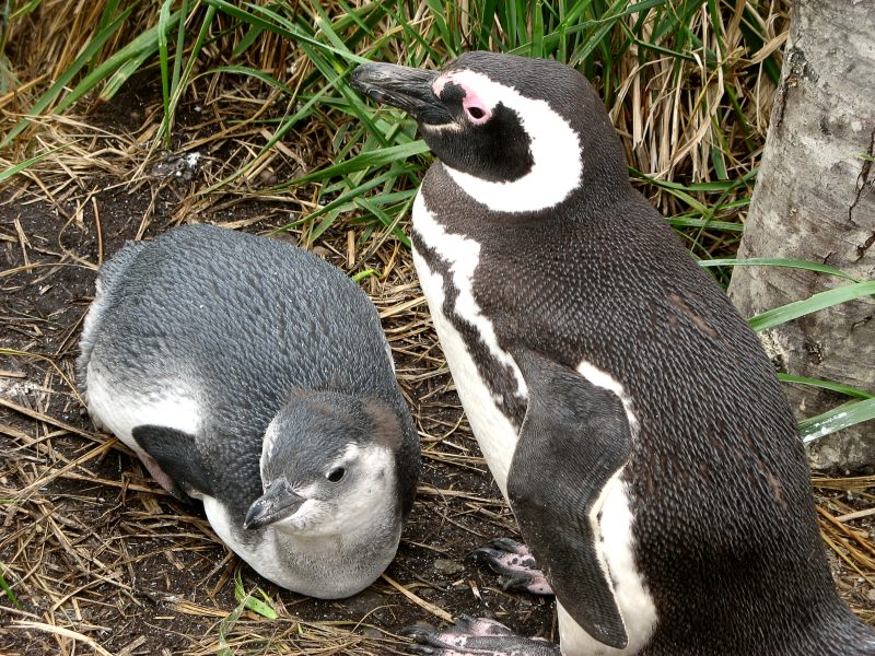 Магелланов пингвин (Spheniscus magellanicus)