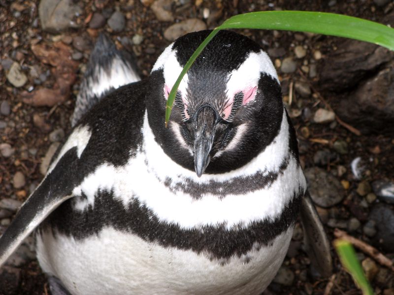 Spheniscus magellanicus, o Pinguino di Magellano (Spheniscus magellanicus)