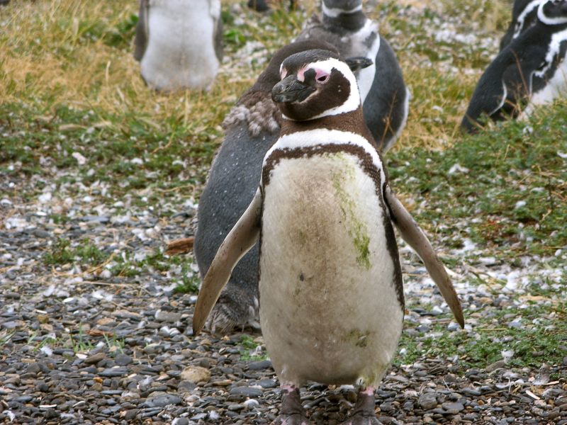 Patagonianpingviini (Spheniscus magellanicus)