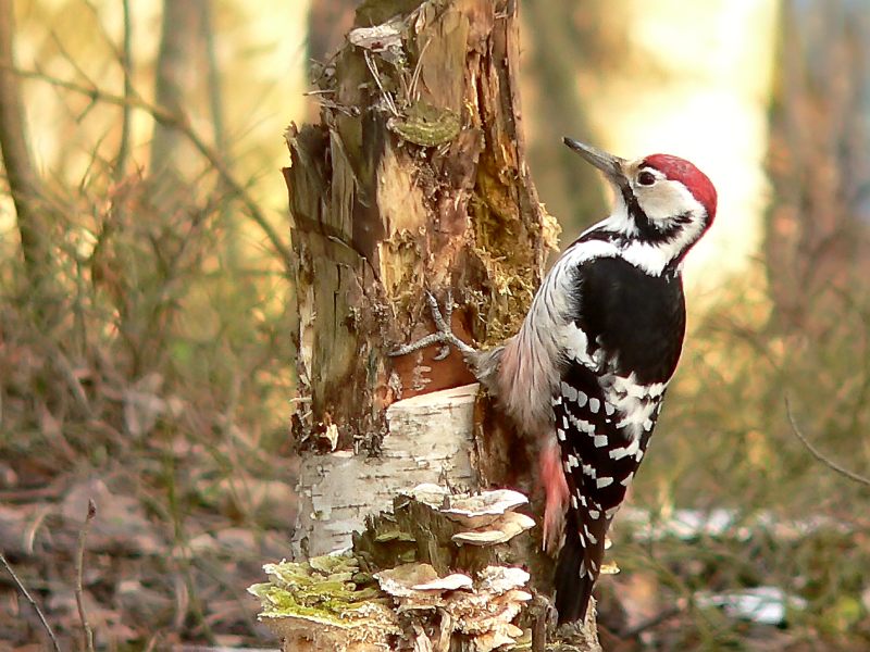 Middle spotted woodpecker (Dendrocoptes medius)