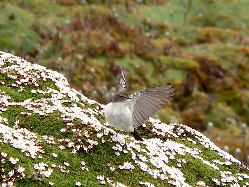 Graubraun-Grundtyrann (Muscisaxicola alpina)