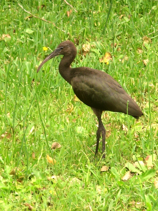 Puna Ibis (Plegadis ridgwayi)