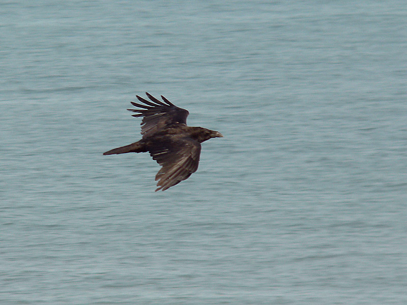 Grand Corbeau (Corvus corax)