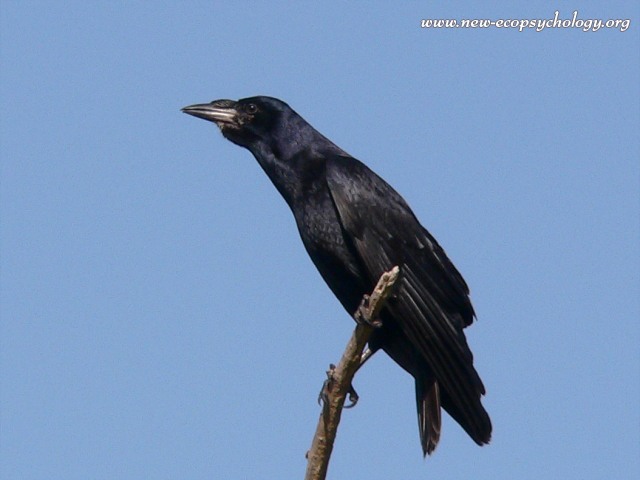 Korppi (Corvus corax)