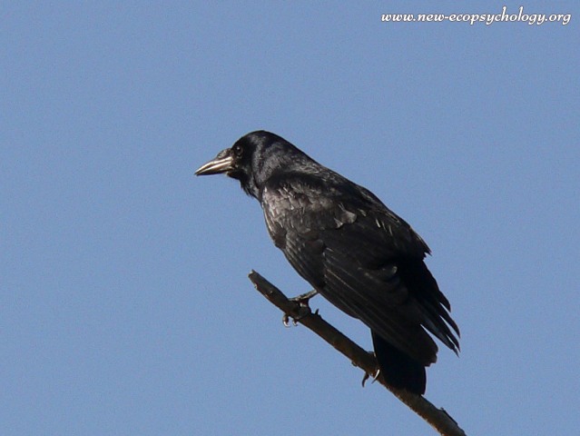 Cuervo común (Corvus corax)