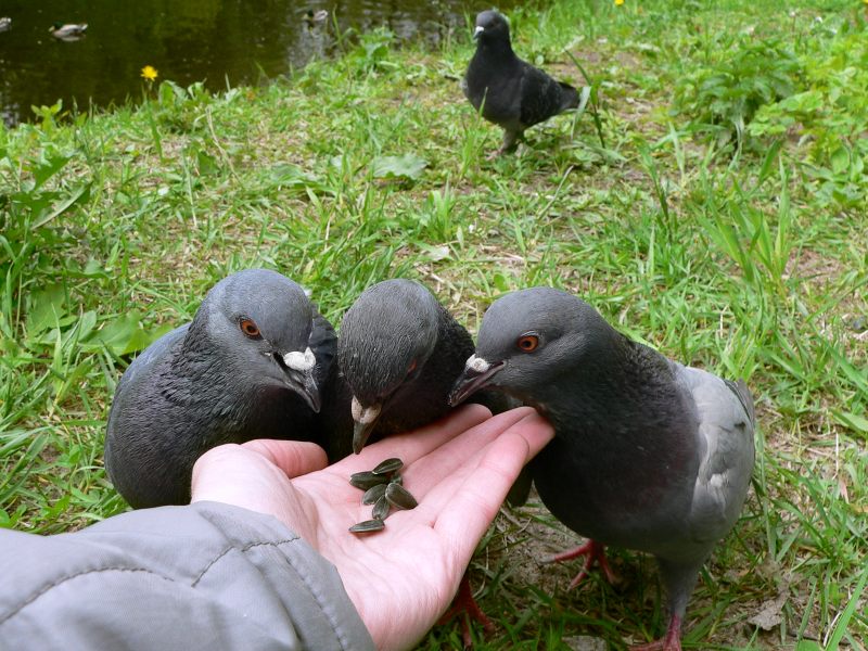 Rock Dove, Rock Pigeon (Columba livia)