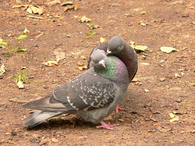 Pigeon biset (Columba livia)