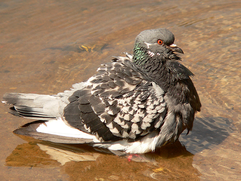 Rock Dove, Rock Pigeon (Columba livia)