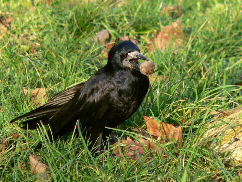 Graja común (Corvus frugilegus)